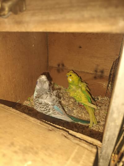 hogoromo double flower pair with 3 eggs