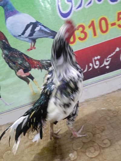 AseelMurghaamianewali  for sale .