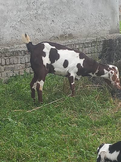 مکس بکری ہے