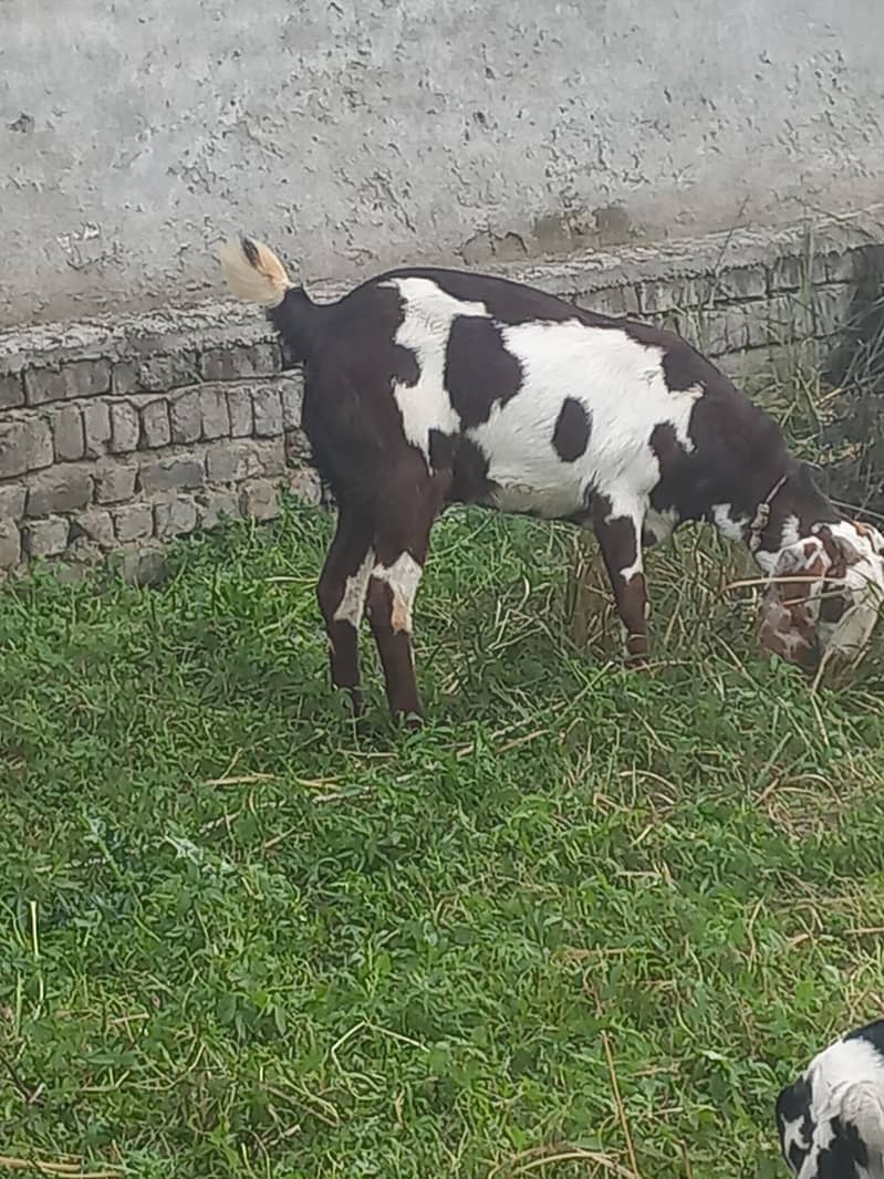 مکس بکری ہے 1