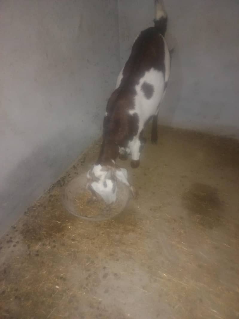 مکس بکری ہے 2