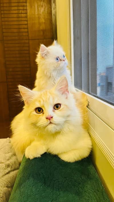 Persian and himaliyan kittens pair