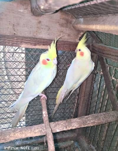 2 Cockatiel Pair Yellow Color Red Eyes