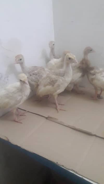 Turkey  silk polish 03403005566 WhatsApp pabt kara