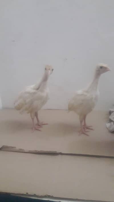 Turkey  silk polish 03403005566 WhatsApp pabt kara