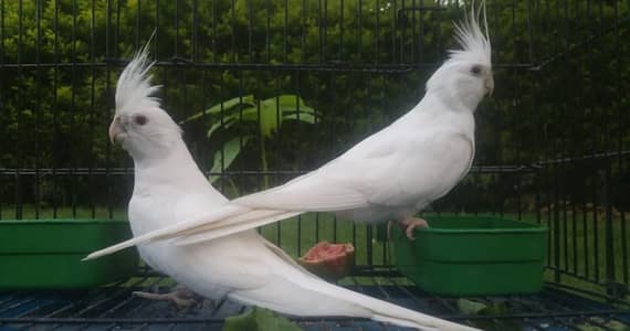 Eno cockatiel 2 male   pet piece 4000