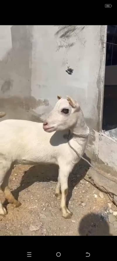 pointed Teddy bakri 1month gabban