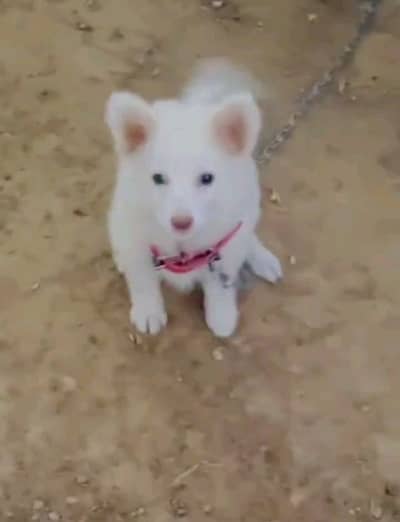 helthy and active Russian puppies dog for sale