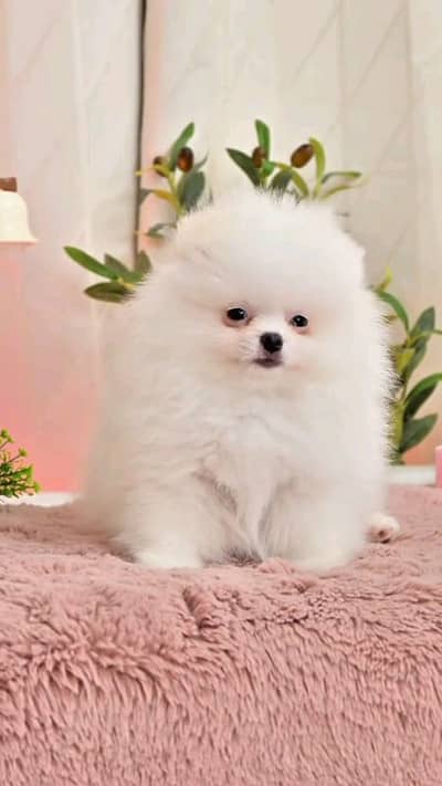 pomeranian helthy and happy puppies dog for sale
