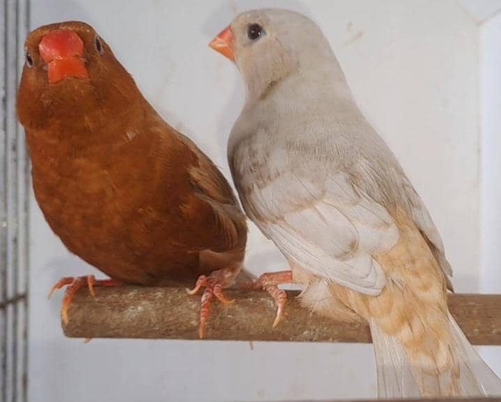 Full Orange Pair . 0