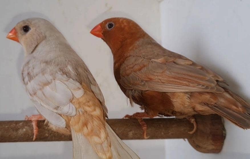 Full Orange Pair . 1