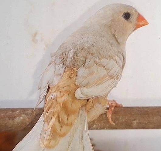 Full Orange Pair . 2