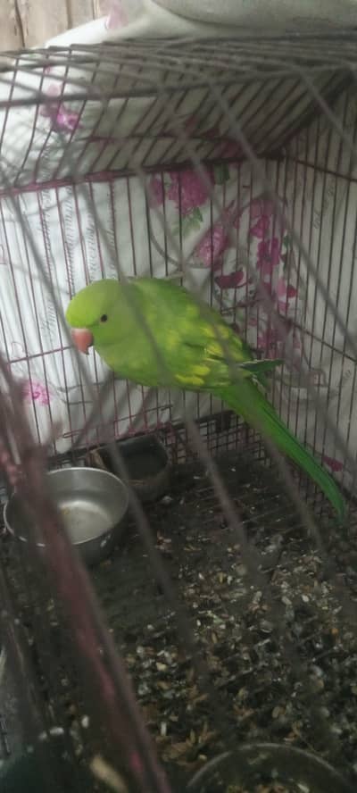 Healthy ringneak for sale