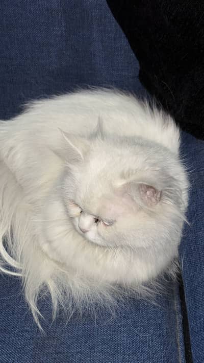 Persian cat doll face blue eyes