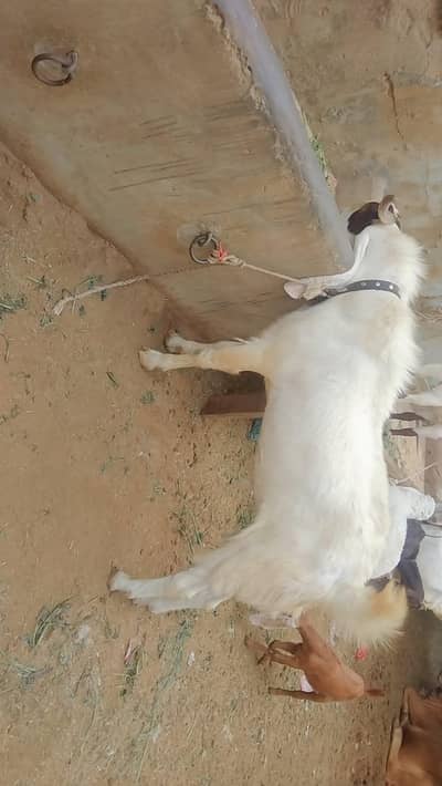 breeder top quality ka for sale hai