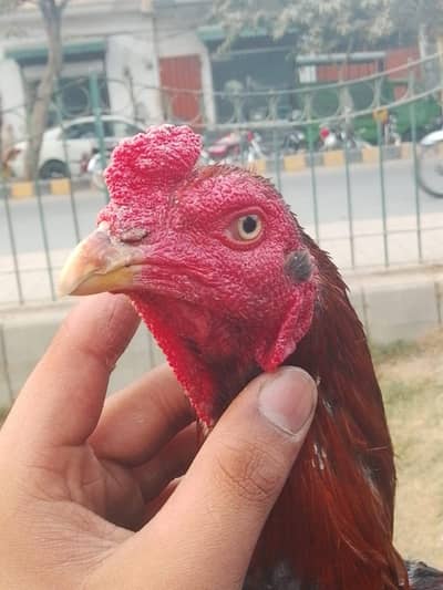 aseel Miavali  long tail