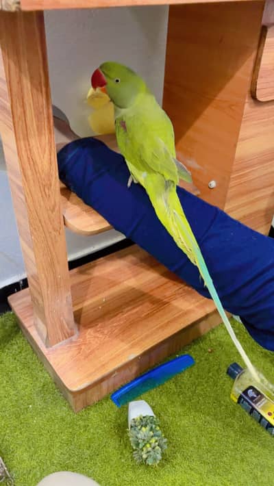 Alexander Raw healthy and active male 100% confirm