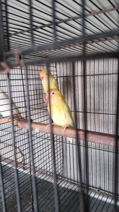 Albino red,crimno ,decino , pesstelino,comon Latino red