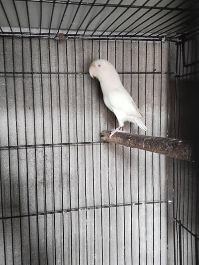 Ramzan offer 2000 pair Albino red ayes