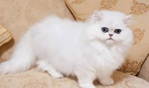 Pure Persian Extra Long Coated Show Quality Kittens Available For Sale