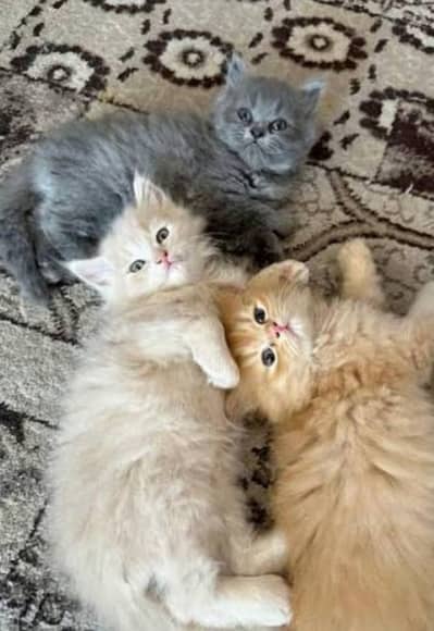 Pure Persian triple coated kittens for sale (adult cats on adoption)
