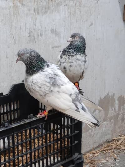 Perwazi Breeder Pair