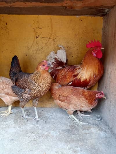 Lohman brown Murga hai aur 3 murgiyan hain  desi