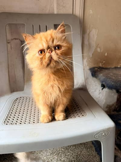 Pure Persian Peki Kittens