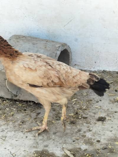 Murga murgi for sale