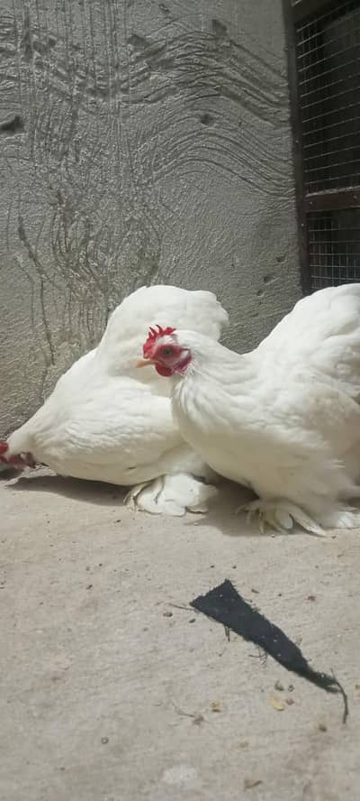 WHITE BANTUM CHICKS AND WHITE JAPANESE CHICKS