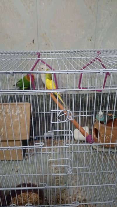 2 jory ha ek love bord k ha or dosra pinjra b shat ha