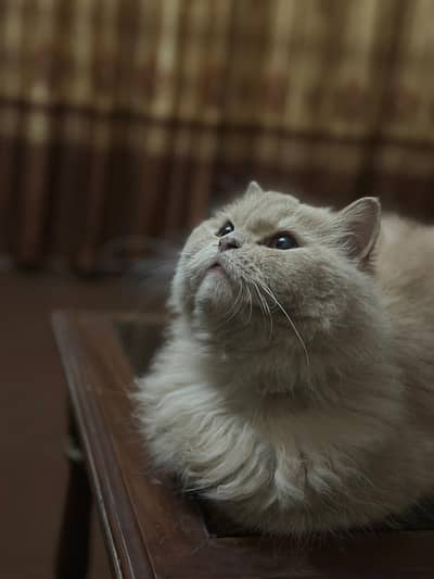Persian triple coat five face