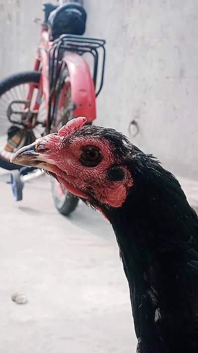 Panus Pakoya & Burmi