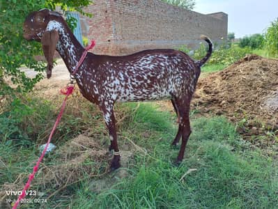 Makhi cheeni goat for sale