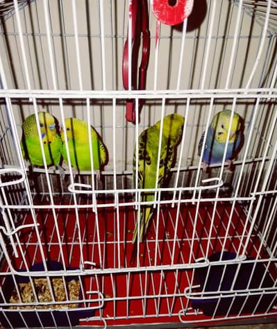 Urgent Sale Australian parrots