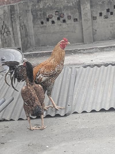 Aseel pair urgent sale