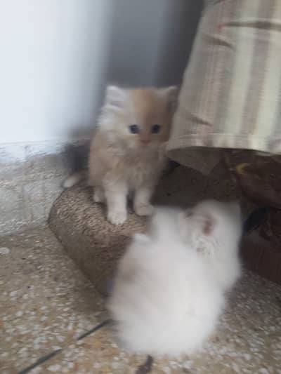 Punch face persian kittens triple coat