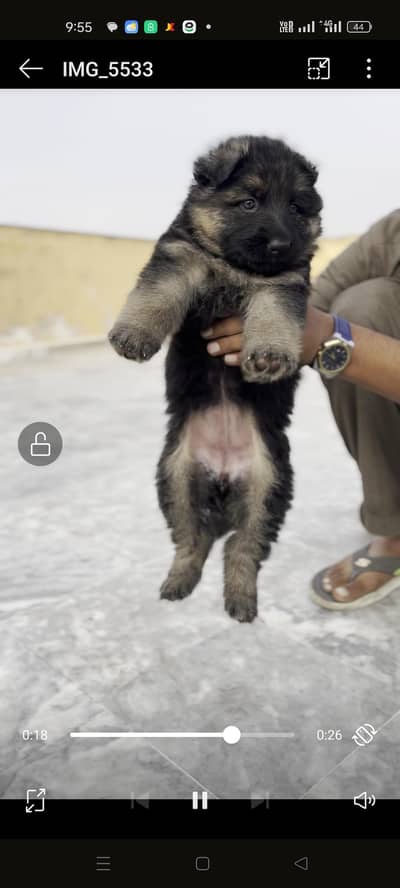 Long Coat Gsd Puppies (Home Breed)
