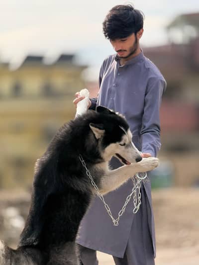 husky pair