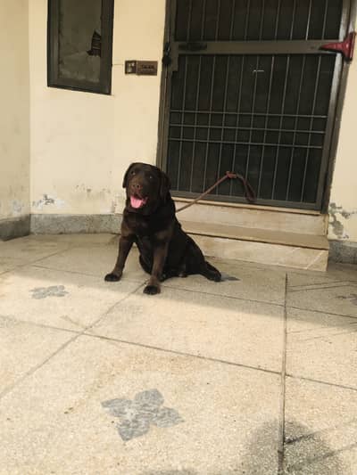 chocolate labrador female ( on heat )