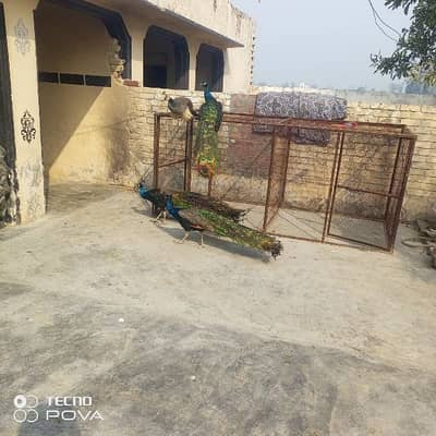 full active mor hn bredar mor hn