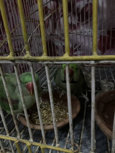 Face to face talking no biting