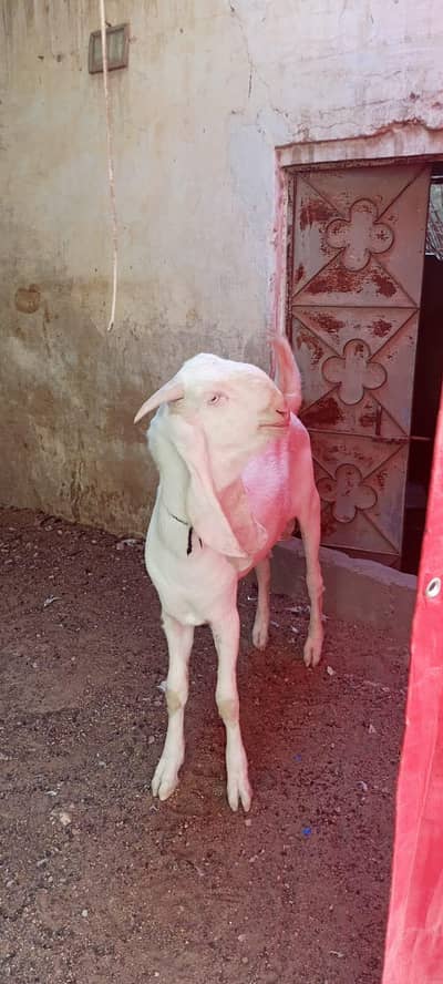 Gulabi Bakra breeder quality