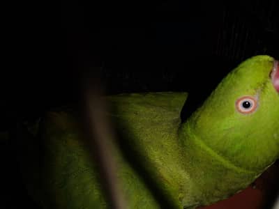 talking parrot teen char world bolati hai