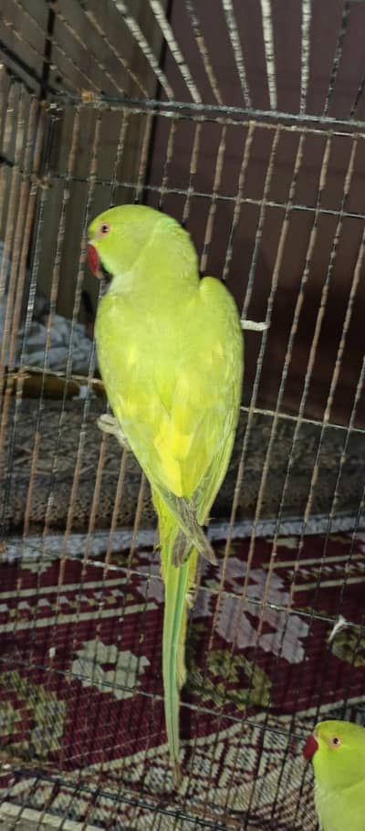 Yellow split breader femail