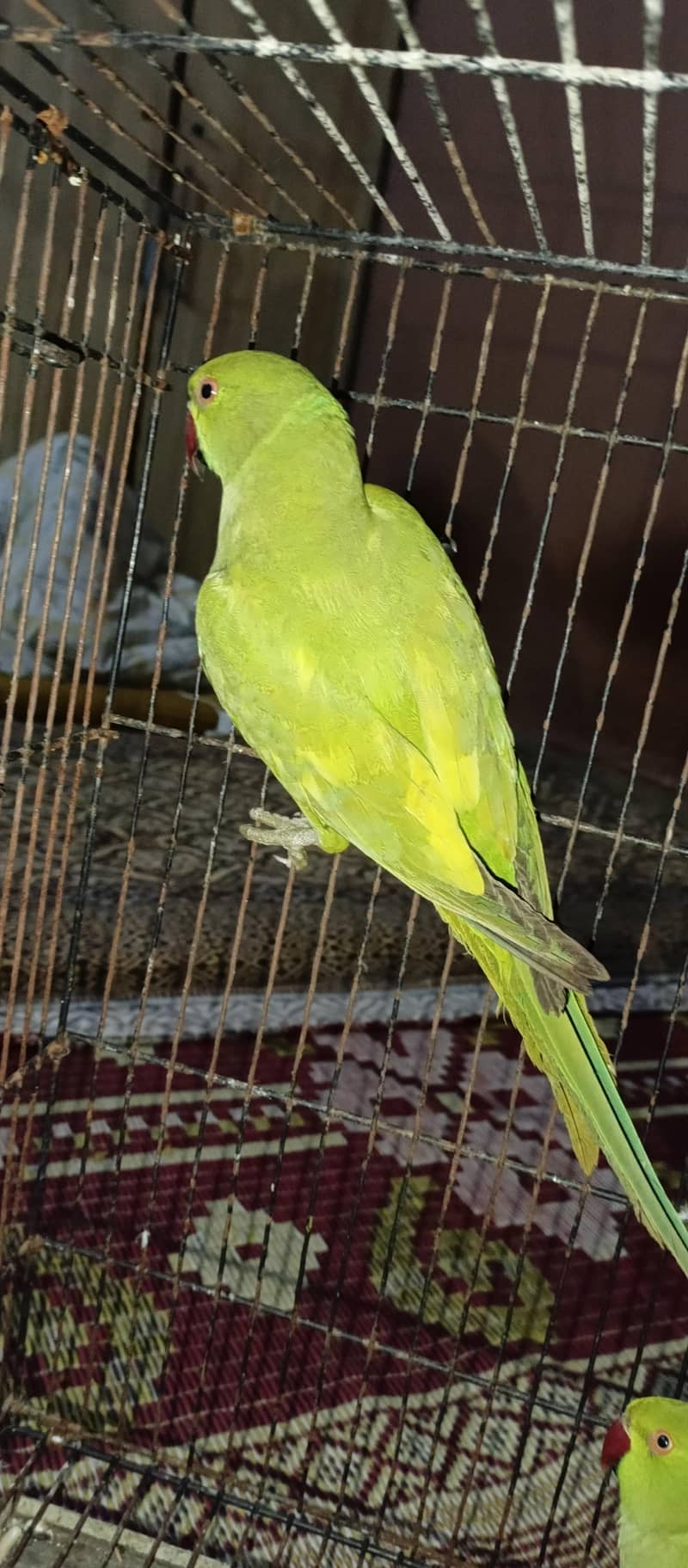 Yellow split breader femail 1