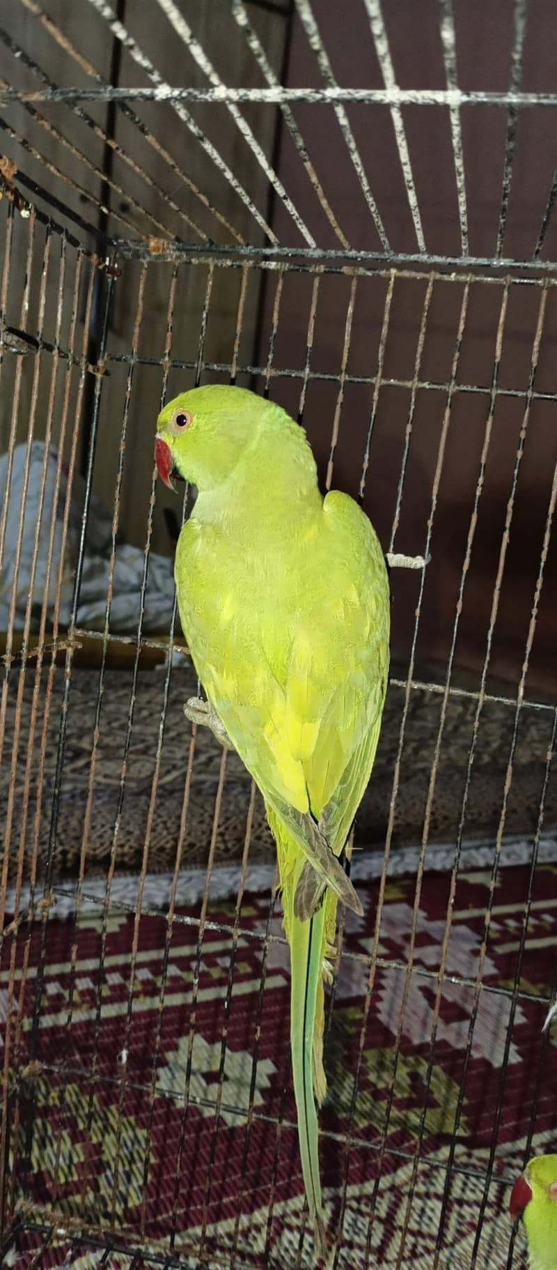 Yellow split breader femail 2