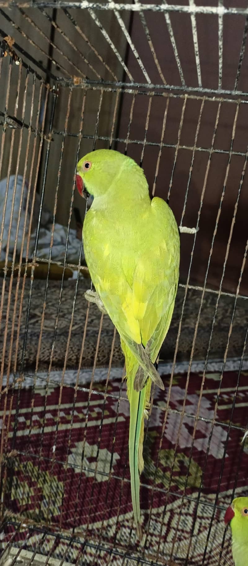 Yellow split breader femail 3