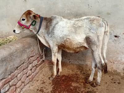 wacha/wera/katta/bufellow/cow/bull