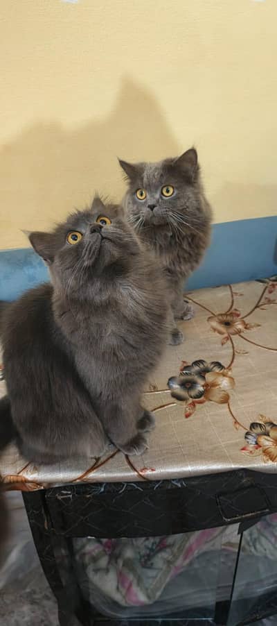 Pair Persian cats